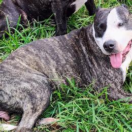 Bessie Mae` - American Staffordshire Terrier