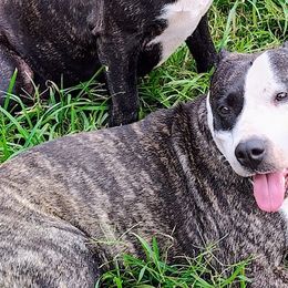 Bessie Mae` - American Staffordshire Terrier
