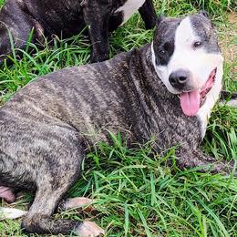 Bessie Mae` - American Staffordshire Terrier
