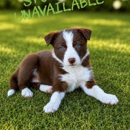 Stormfly - Chocolate female Border Collie puppy in Sanger, California from Flying M Cactus Ranch Buddies