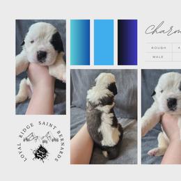 Charming - Mahogany and white male Saint Bernard puppy in Saltsburg, Pennsylvania from Loyal Ridge Saint Bernards