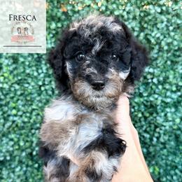 Fresca - Blue merle female Aussiedoodle puppy in Corydon, Indiana from Ridgeline Doodles