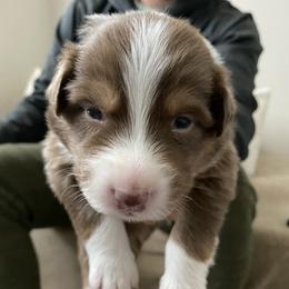 Boy 1 - Australian Shepherd puppy from Saltair Australian Shepherds
