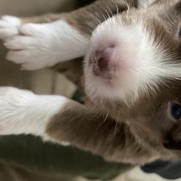 Boy 1 - Australian Shepherd puppy from Saltair Australian Shepherds