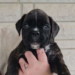 Jack - Brindle Boxer puppy in Lafayette, Tennessee from Silver Rain