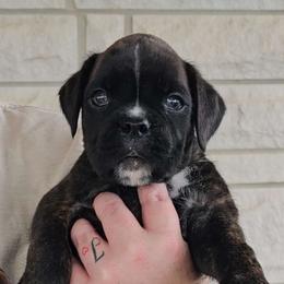 Jack - Brindle Boxer puppy in Lafayette, Tennessee from Silver Rain