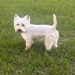 Dolly - West Highland White Terrier