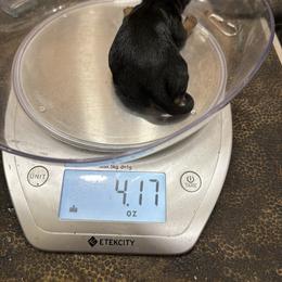 Girl one - Black and gold female Yorkshire Terrier puppy in Phoenix, Arizona from Coursey’s Yorkies