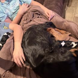 Cavalier King Charles Spaniel Puppies from 5dubs Cavaliers