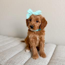 Iris - Teal - Apricot female Goldendoodle puppy in Billings, Montana from Montana Raised Doodles