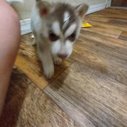 Siberian Husky Puppies from Millington Breeders