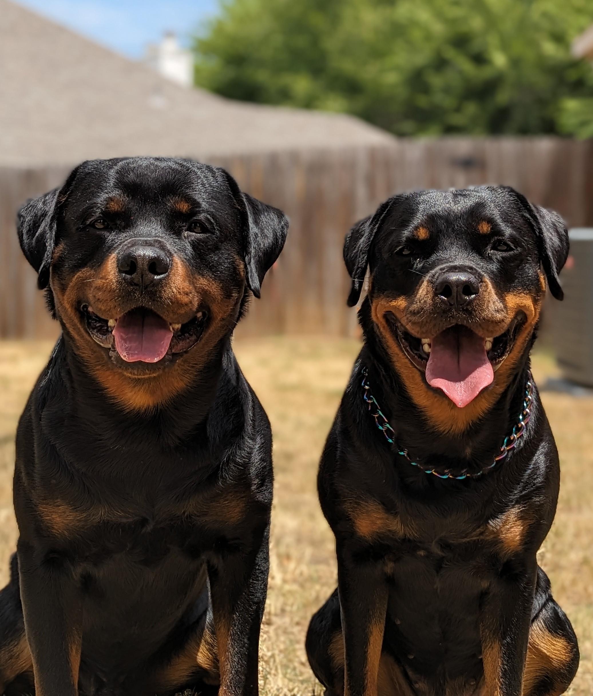 Galaxia Rottweilers in Texas | Rottweiler puppies | Good Dog