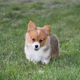 Pembroke Welsh Corgi Puppies from Willow Creek Corgis