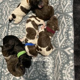 Poodle Puppies from Mars  Glitz Poodles