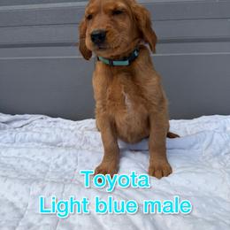 Light blue - Golden male Golden Retriever puppy in Salt Lake City, Utah from Soaring golden retrievers