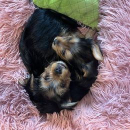 Yorkshire Terrier Puppies from Sharon Gellerman's Yorkshire Terriers
