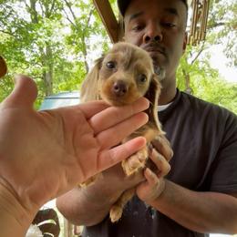 Clover - Dapple female Dachshund puppy in Lufkin, Texas from L & A Dachshunds