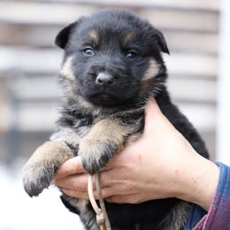 Titan - Black and tan male German Shepherd puppy in Augusta, West Virginia from Vom Haus Highlands