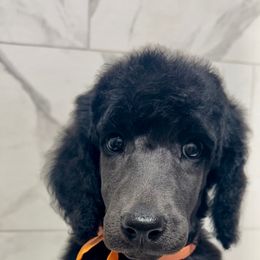 Elvis - Poodle puppy from Faksa Standard Poodles