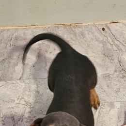 Smoke - Blue and tan male Dachshund puppy in El Paso, Texas from Mells Weenies