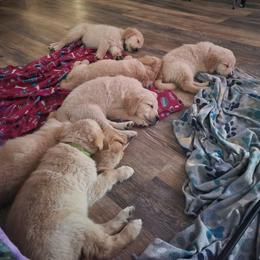 Goldendoodles, Golden Retrievers, and Poodles from Goldens With A Purpose