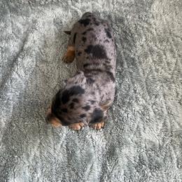 Girl 3 - Dapple female Dachshund puppy in Saint Jo, Texas from Reeves Dashing-Hounds