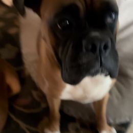 Dolly - Boxer