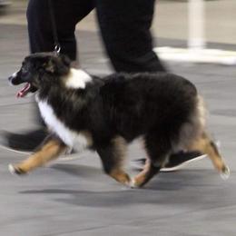 Thumper  - Miniature American Shepherd