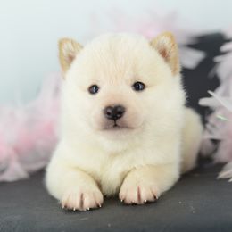 Pembroke Welsh Corgi and Shiba Inu Puppies from Kenny Cave K9s