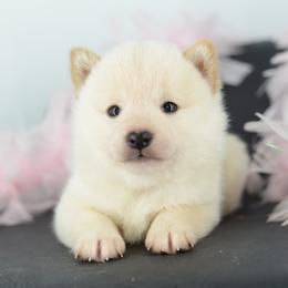 Pembroke Welsh Corgi and Shiba Inu Puppies from Kenny Cave K9s