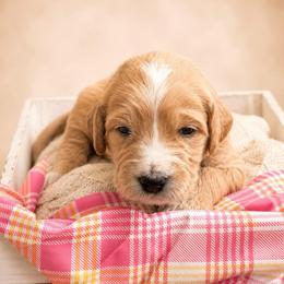 Cheer Bear - Apricot female Goldendoodle puppy in Rocky Point, North Carolina from CelticDoods