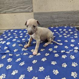 Leo - Fawn male Italian Greyhound puppy in Dallas, Texas from Oremor's