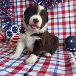 Miata - Red tri-color female Australian Shepherd puppy in Waxahachie, Texas from Volks Aussies