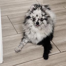 Pepper - Pomeranian