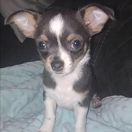 Blue with white and tan markings - Merle female Chihuahua puppy in Knoxville, Tennessee from Turners Chihuahua