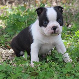 Bugsy - Black brindle and white female Boston Terrier puppy in Brooksville, Florida from I Love Pups