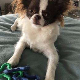 Chihuahua Puppies from B&D Chihuahuas
