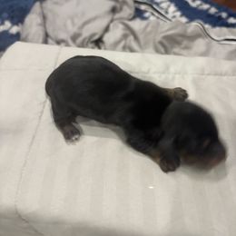 Girl 3 - Black and tan female Dachshund puppy in Mobile, Alabama from Lady and the Tramp Dachshunds