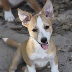 Portuguese Podengo Pequenos from Houla's Podengos