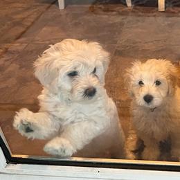 Goldendoodle Puppies from Pacific Goldendoodle, LLC