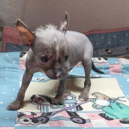 Bonsai - Slate male Chinese Crested puppy in Henderson, Kentucky from Western Kentucky Chihuahua’s and Chinese Crested’s