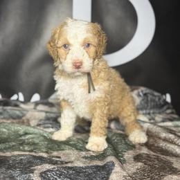 GLOCK - Red male Bernedoodle puppy in Corpus Christi, Texas from The Henke Doodles