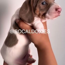 Dachshund Puppies from Socaldoxies
