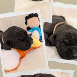 Brown collar - Black female Cane Corso puppy in Va Beach, Virginia from Guardian Corso's