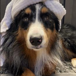 Australian Shepherd All Grown Up from Muckalee Lane Aussies