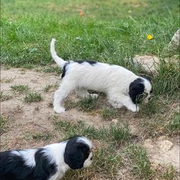 Cavalier King Charles Spaniel Puppies from Snowtrain Cavaliers