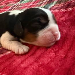 Eloise - Tri-color female Cavalier King Charles Spaniel puppy in Melrose, Florida from Magnolia Hill Cavaliers and Doxies