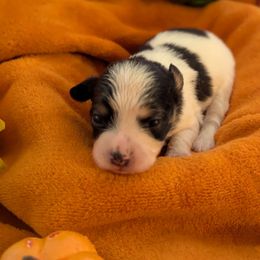 Ursula - White black and tan female Papillon puppy in Joshua, Texas from Summertime Kennels