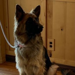 Hailee - German Shepherd