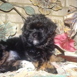 AKC CELICE - Black and tan female Lhasa Apso puppy in Fort Washington, Maryland from GyanGanj Lhasa Apso
